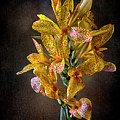 Leopard Lilies