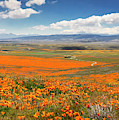 The Road Through The Poppies 1